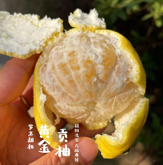 黄金贡柚|有机种植|果肉饱满 果汁丰盈 个大饱满 肉嫩多汁 商品图2
