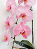 马卡龙蝴蝶兰粉 商品缩略图1