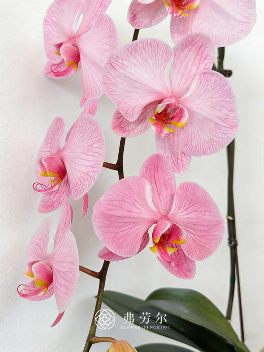 马卡龙蝴蝶兰粉 商品图1