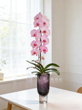 马卡龙蝴蝶兰粉