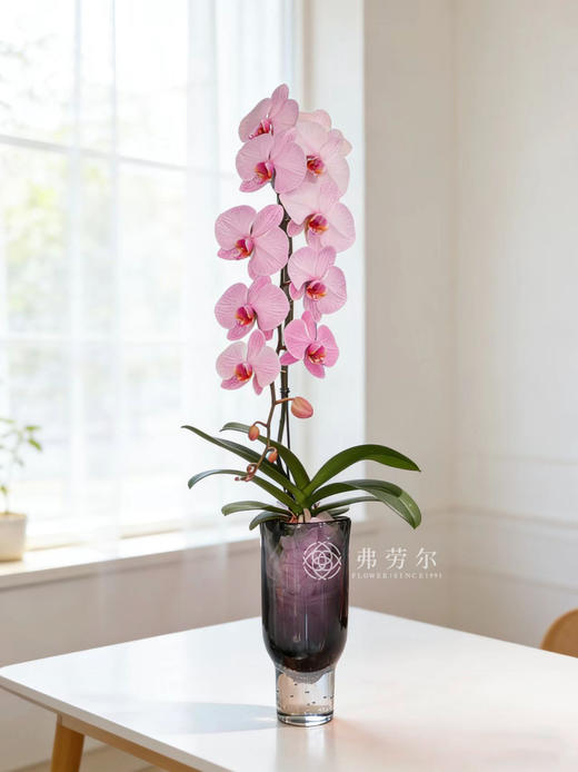 马卡龙蝴蝶兰粉 商品图0