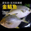 味尔佳-金鲳鱼550-650g/条 商品缩略图0