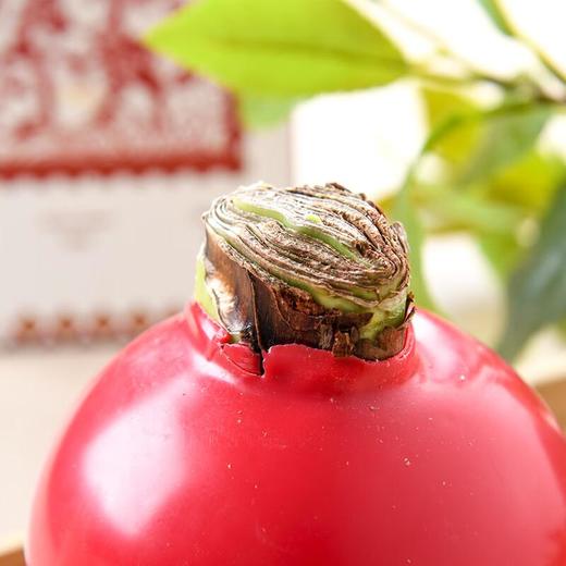 朱顶红/份 花束 商品图3