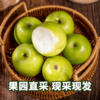 【西双版纳苹果枣】自然树熟 清香脆爽 甜蜜多汁 新鲜美味 4种规格任选 商品缩略图1