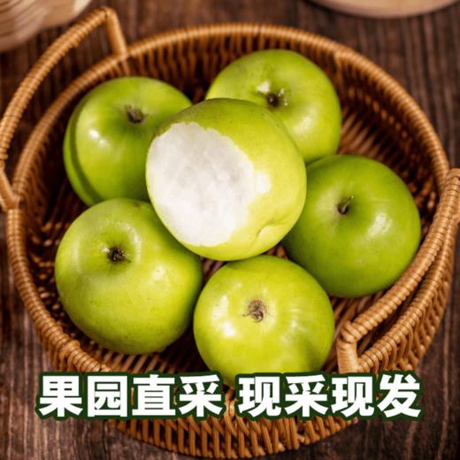 【西双版纳苹果枣】自然树熟 清香脆爽 甜蜜多汁 新鲜美味 4种规格任选 商品图1