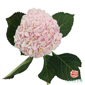 市场绣球 甜蜜璀璨 1枝