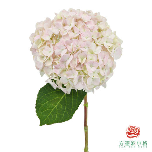 市场绣球 白雪 1枝 商品图1