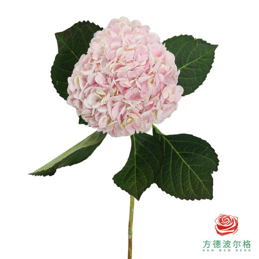 市场绣球 甜蜜璀璨 1枝 商品图1