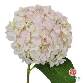 市场绣球 白雪 1枝