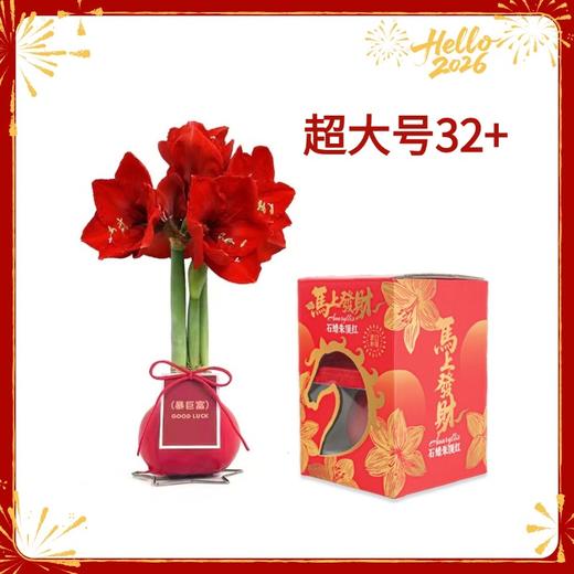 【新年款】红花-暴巨富 超大号32+ 石蜡朱顶红（不用浇水） 商品图0
