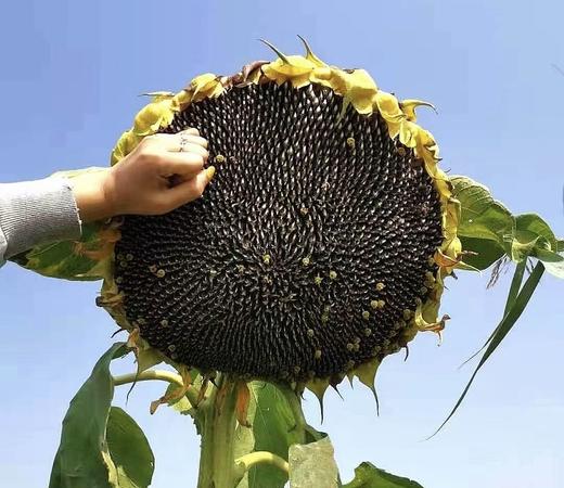 头茬原味葵花籽内蒙瓜子 商品图4