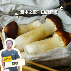 生态赤松茸（广州）| 合作生产*Ecological Lingzhu Enoki Mushroom|  Partner Production