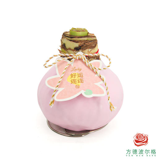 【新年款】红花-好运莲莲 超大号32+ 石蜡朱顶红（不用浇水） 商品图2