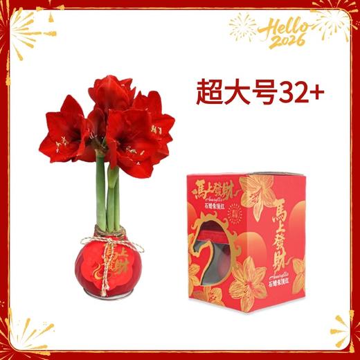 【新年款】红花-马上发财 超大号32+ 石蜡朱顶红（不用浇水） 商品图0