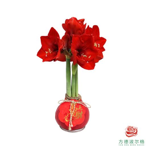 【新年款】红花-马上发财 超大号32+ 石蜡朱顶红（不用浇水） 商品图1