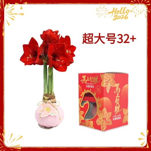 【新年款】红花-好运莲莲 超大号32+ 石蜡朱顶红（不用浇水） 商品图0