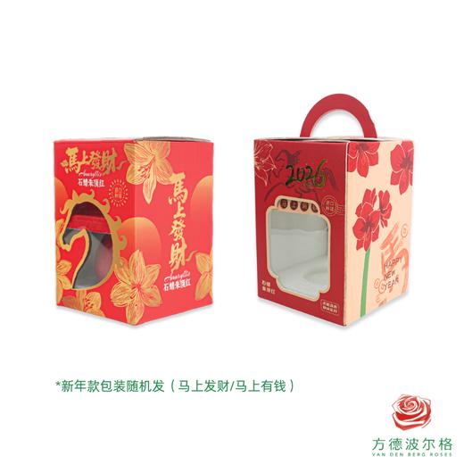 【新年款】粉白花-日进斗金  石蜡朱顶红（不用浇水） 商品图3