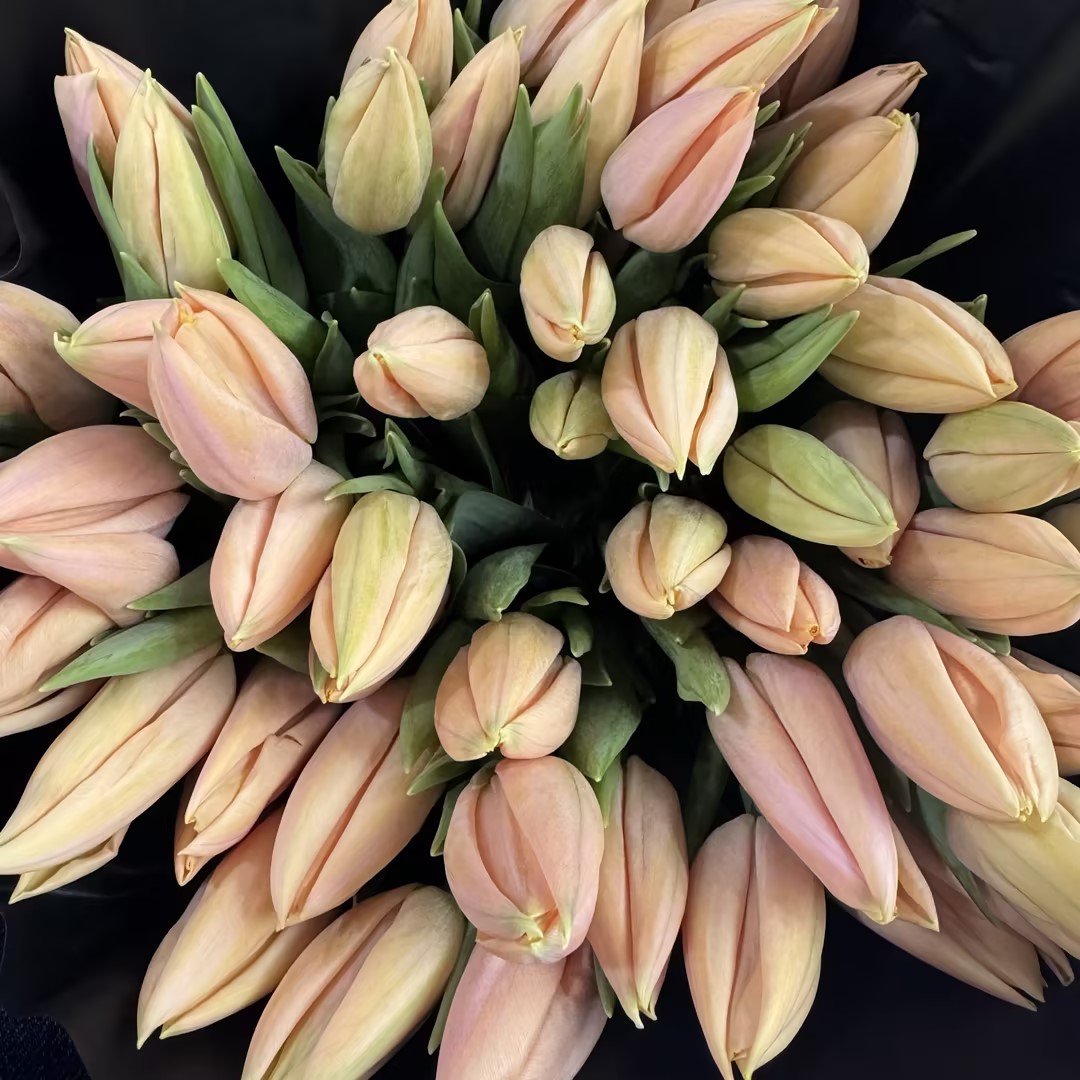 4月9日郁金香-水蜜桃40cm 35g Thijs Boots-10支