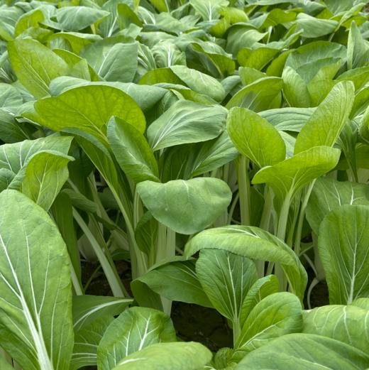 生态高杆小白菜（大颗肉厚，腌制专用；衢州发包邮） | 绿家自产 * Ecological Bok choy | In-House Production 商品图4