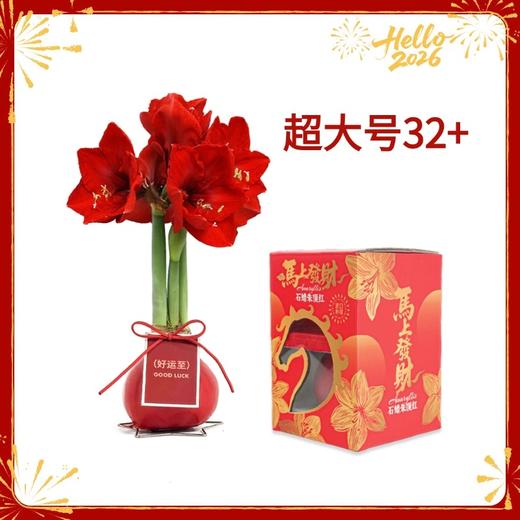 【新年款】红花-好运至 超大号32+ 石蜡朱顶红（不用浇水） 商品图0