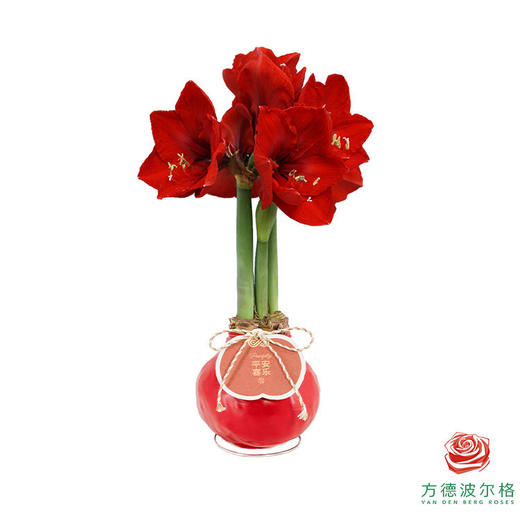 【新年款】红花-平安喜乐 超大号32+ 石蜡朱顶红（不用浇水） 商品图1