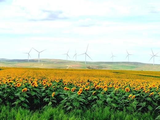 头茬原味葵花籽内蒙瓜子 商品图3