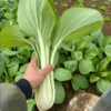 生态高杆小白菜（大颗肉厚，腌制专用；衢州发包邮） | 绿家自产 * Ecological Bok choy | In-House Production 商品缩略图0