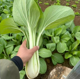 生态高杆小白菜（大颗肉厚，腌制专用；衢州发包邮） | 绿家自产 * Ecological Bok choy | In-House Production