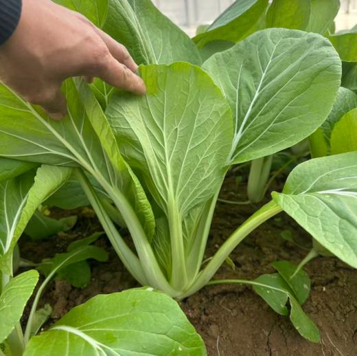 生态高杆小白菜（大颗肉厚，腌制专用；衢州发包邮） | 绿家自产 * Ecological Bok choy | In-House Production 商品图1