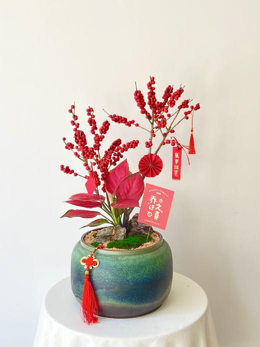北美冬青/ZWT圆780 商品图0