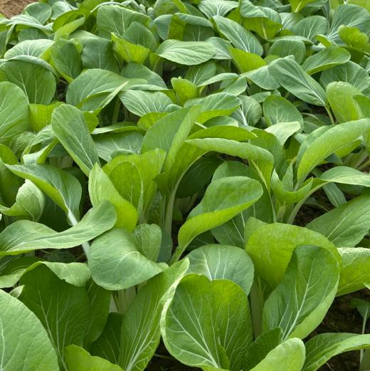 生态高杆小白菜（大颗肉厚，腌制专用；衢州发包邮） | 绿家自产 * Ecological Bok choy | In-House Production 商品图3
