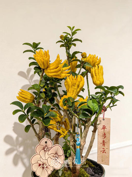 龙马精神-金佛手7 商品图2