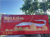 海钓大带鱼 商品缩略图0