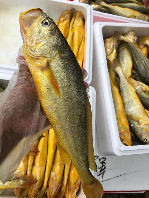 【春节鱼礼盒】  黄花鱼/金鲳鱼/海鲈鱼 商品图3