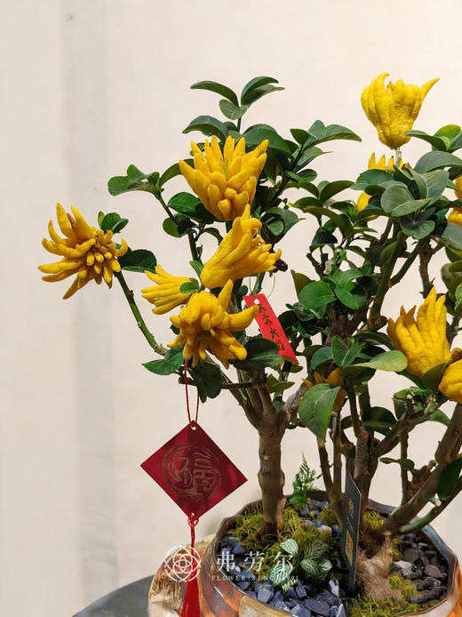 富贵盈门-金佛手1 商品图1