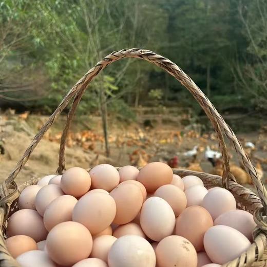 【兰天农场直供】生态散养土鸡蛋50枚/箱【FY】 商品图4