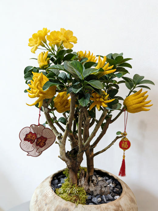 日进都金-金佛手2 商品图1