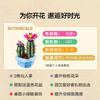 乐高积木L11509
开花的仙人掌 商品缩略图1
