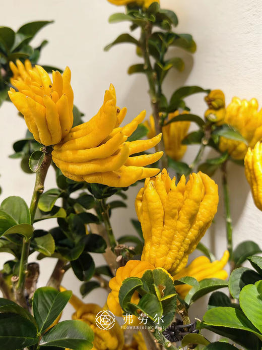 龙马精神-金佛手7 商品图1