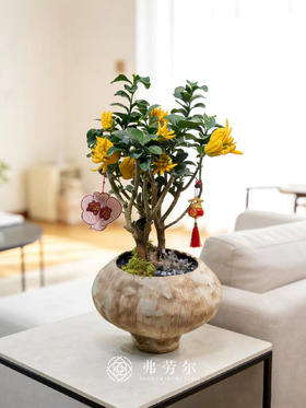 日进都金-金佛手2