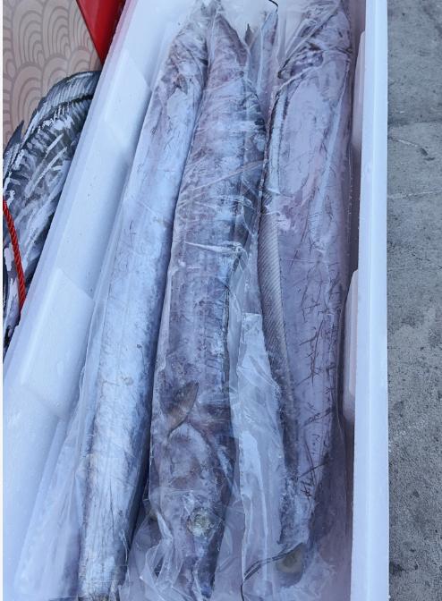 海钓大带鱼 商品图2