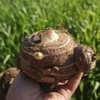 生态毛芋头（子芋/母芋）| 合作生产*Ecological Taro| Partner Production 商品缩略图2