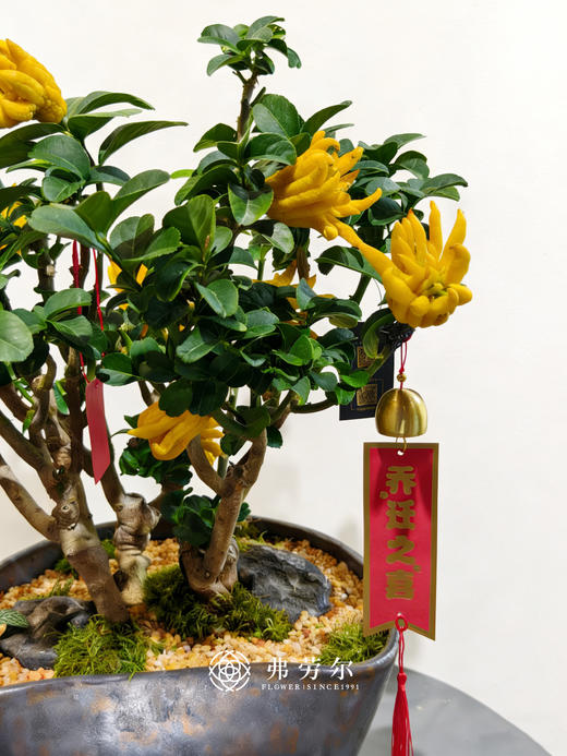 万马奔腾-金佛手6 商品图2