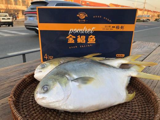 【春节鱼礼盒】  黄花鱼/金鲳鱼/海鲈鱼 商品图5