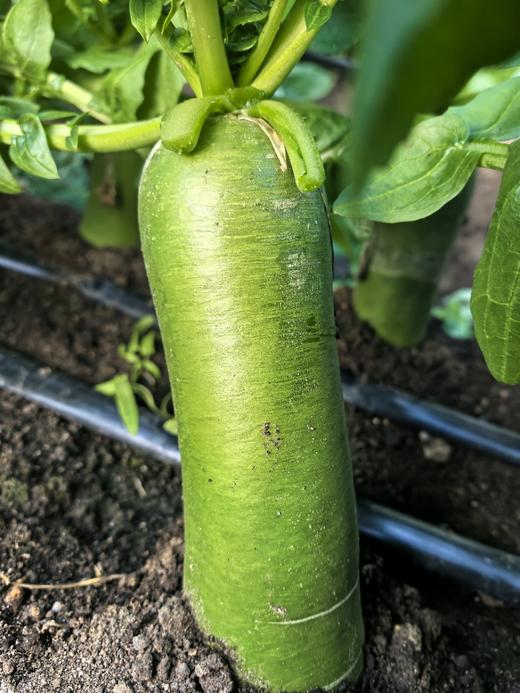 生态水果萝卜5斤，入口脆甜无渣，爽口多汁 商品图4