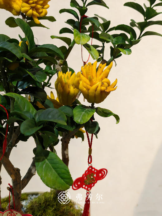 马壮人强-金佛手4 商品图2