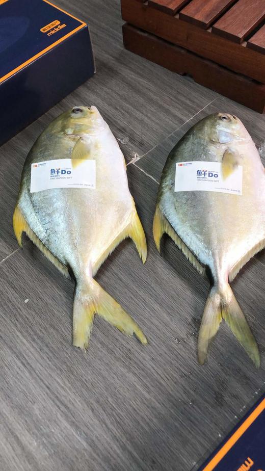 【春节鱼礼盒】  黄花鱼/金鲳鱼/海鲈鱼 商品图7