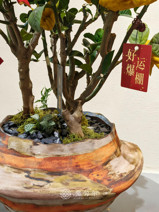 富贵盈门-金佛手1 商品图2