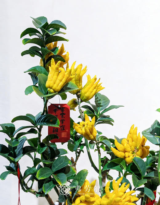 马到成功-金佛手8 商品图2