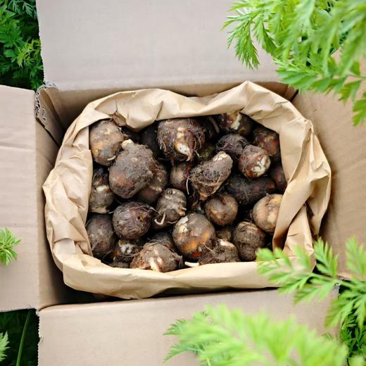 生态毛芋头（子芋/母芋）| 合作生产*Ecological Taro| Partner Production 商品图3